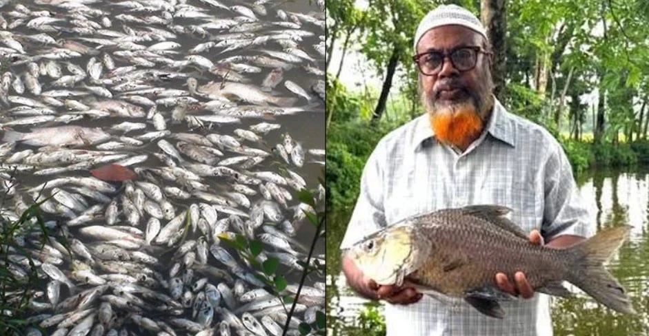 পেনশনের টাকায় ৩ পুকুরে মাছ চাষ, বিষ প্রয়োগে মেরে ফেলল দুর্বৃত্তরা